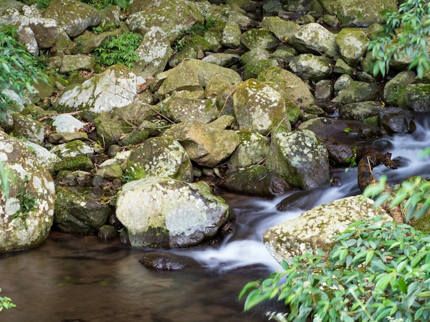 Groen mos op stenen op een rivier in het zeer groene bos met kleine waterval