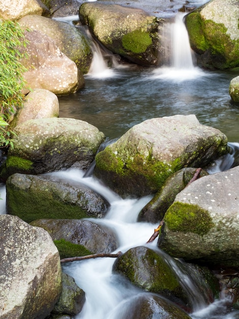 Groen mos op stenen op een rivier in het zeer groene bos met kleine waterval