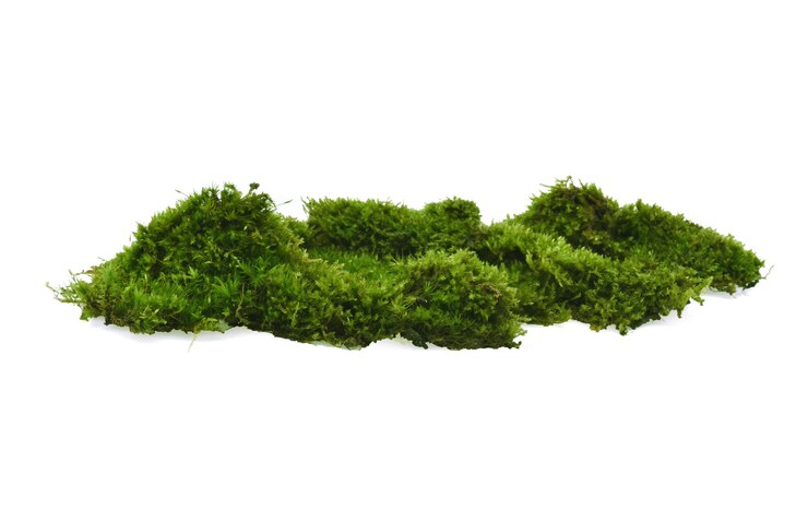 Foto groen mos