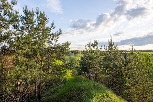 Groen naaldbos op een heuvel met een blauwe bewolkte hemel