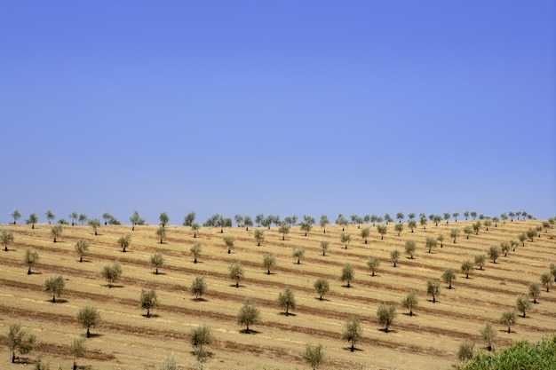 Groen olijfgebied in een de zomer zonnige dag