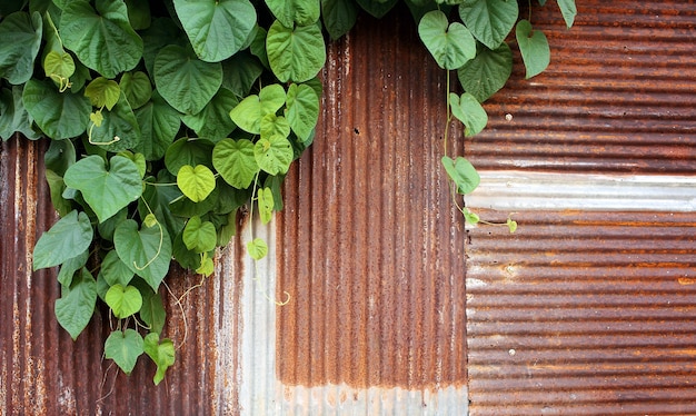 Groen onkruid op oude roestige gegalvaniseerde muur, oud verlaten huis, afgezwakt kleur.