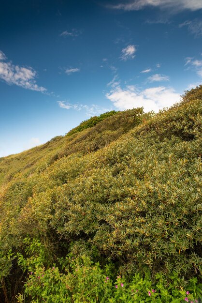 Groen onontgonnen bos in een rustige en vredige landelijke omgeving Met gras begroeide heuvels en velden in een natuurlijke omgeving overdag in de zomer Graslandlandschap van struiken en heggen tegen de blauwe lucht