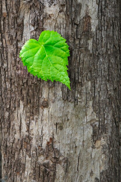 Foto groen ontluikend blad aan boom