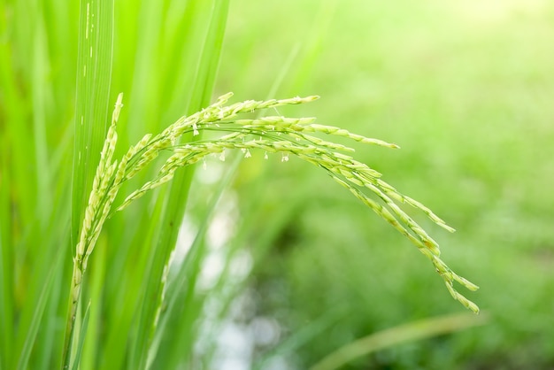 Groen oor van rijst in padie rijst veld