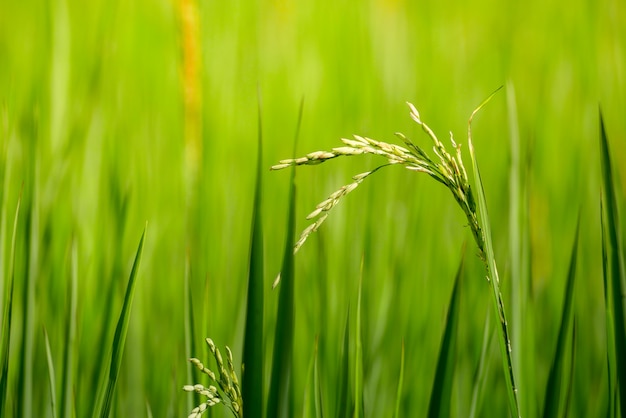 Groen oor van rijst in padie rijst veld