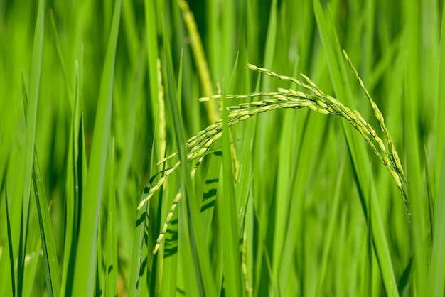 Groen oor van rijst in padie rijst veld