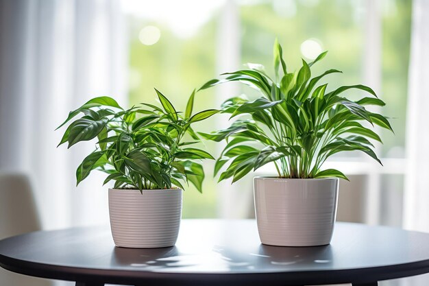 Groen op tafelblad Kleine potplanten op een tafel die een vleugje natuur binnenshuis brengen