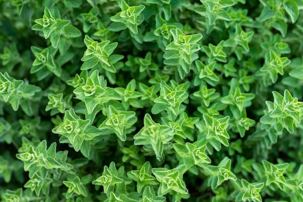 Foto groen oregano gras van mediterrane specerijen