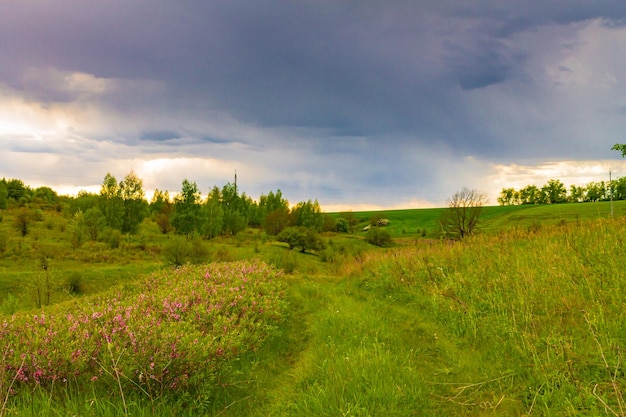 Groen pad op de achtergrond van droog gras Landschap van een heuvelachtig gebied tegen de achtergrond van een bos