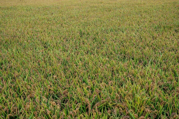 Groen padieveld gezaaid. Ebro-delta