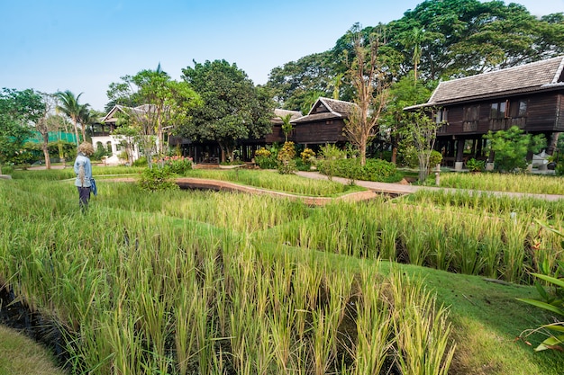 Groen padieveld in de villa, Thailand