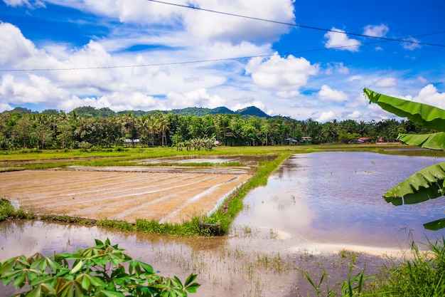 Groen padieveld in filippijns dorp op bohol-eiland