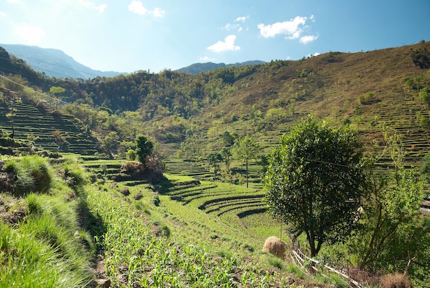 Groen padieveldenlandschap in de heuvels van Nepal.