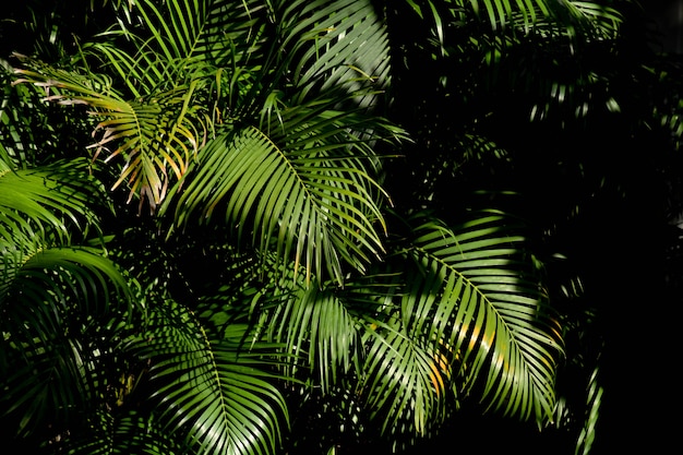 Groen palmblad in het bos