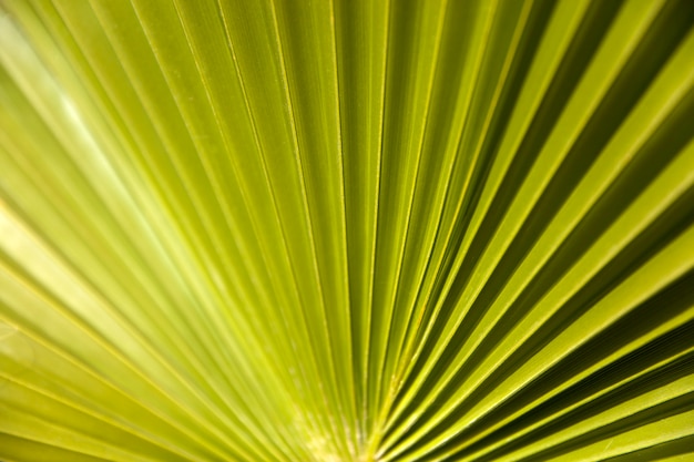 Groen palmblad