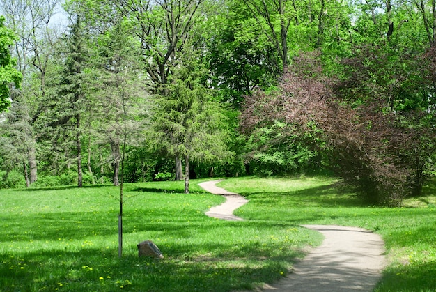 Groen park in het voorjaar