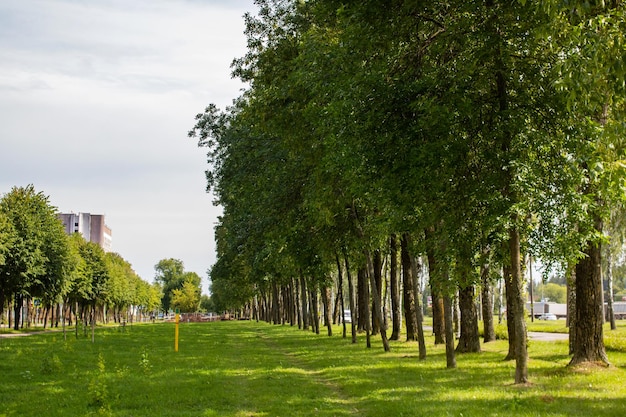 Groen park langs de weg naar de stad