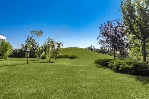 Groen park met bijgesneden gazonheuvel en bomen in de zomer