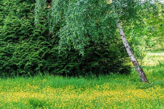 Groen park met bomen zomertijd