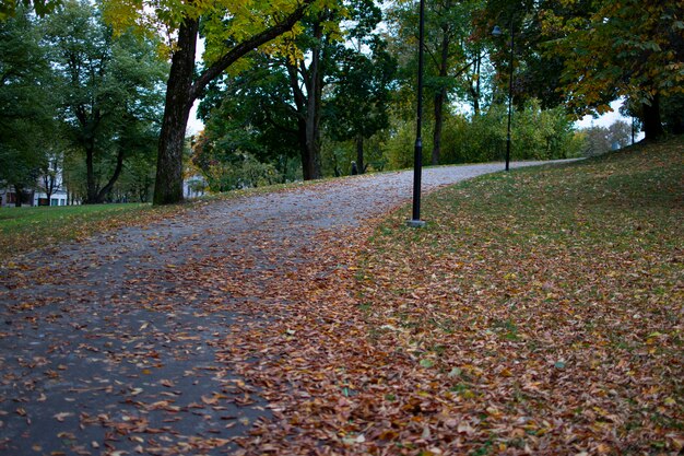 Groen park met de herfstbomen en het landschap van de droge bladerenavond