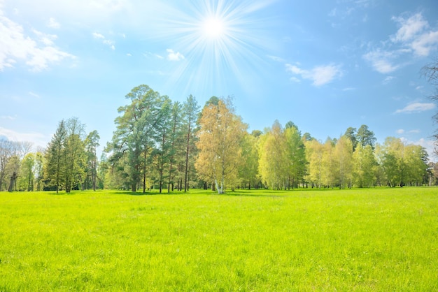 Groen parkbos met groene bomen