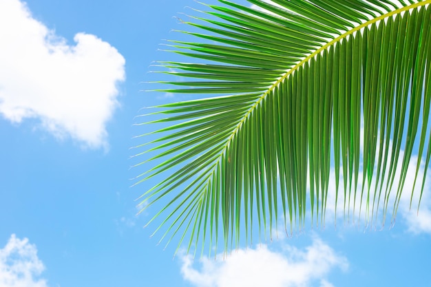 Groen prachtig palmblad tegen een blauwe hemel met wolken Tropische achtergrond