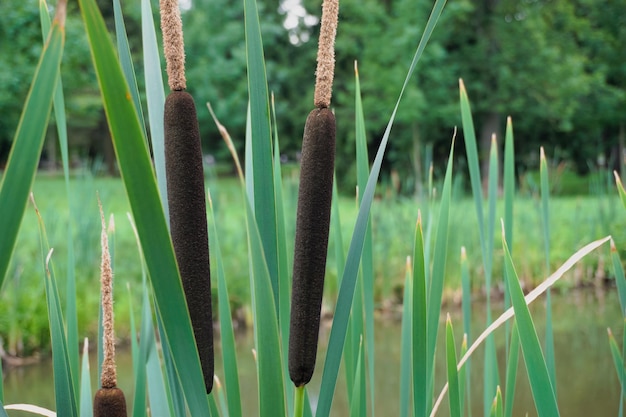 Groen riet in de moerasclose-up