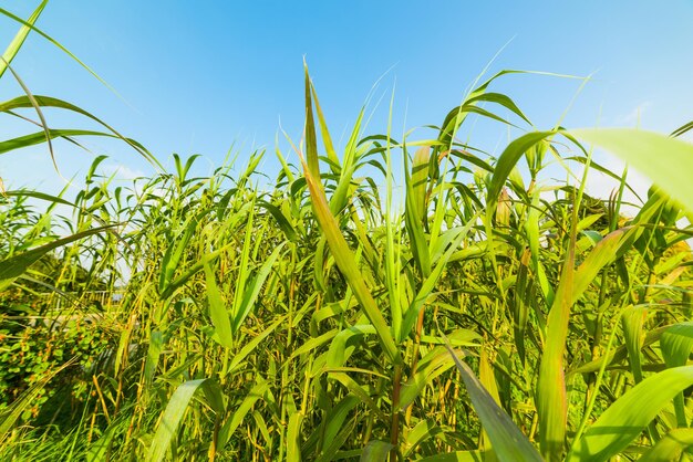 Foto groen riet op een zonnige dag op sardinië