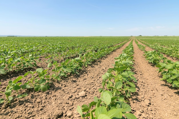 Groen rijpend sojabonenveld. Rijen van groene sojabonen. Soja plantage.