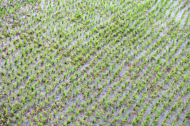 Groen rijstteeltveld met padiezaailing