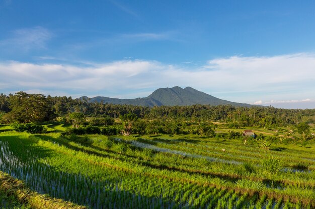 Groen rijstterras en rijstveld, Ubud, Bali, Indonesië