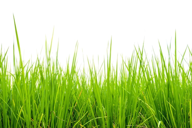 groen rijstveld geïsoleerd op witte achtergrond