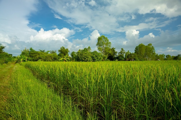 Groen rijstveld met avondlucht