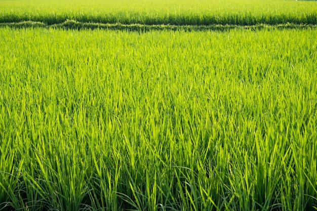 Groen rijstveld. Rijst plantage. Biologische jasmijnrijstboerderij in Azië.