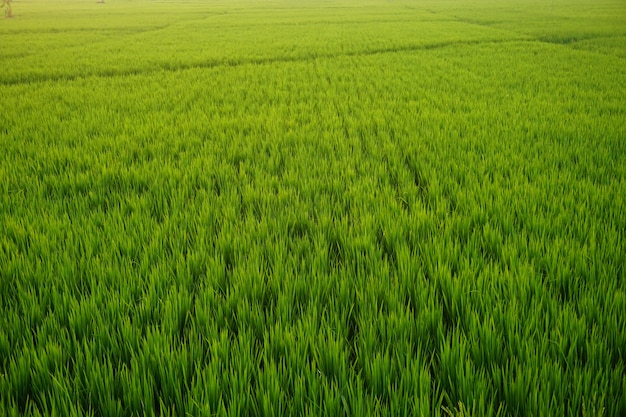 Groen rijstveld