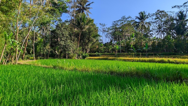 groen rijstveldbehanglandschap in Indonesië