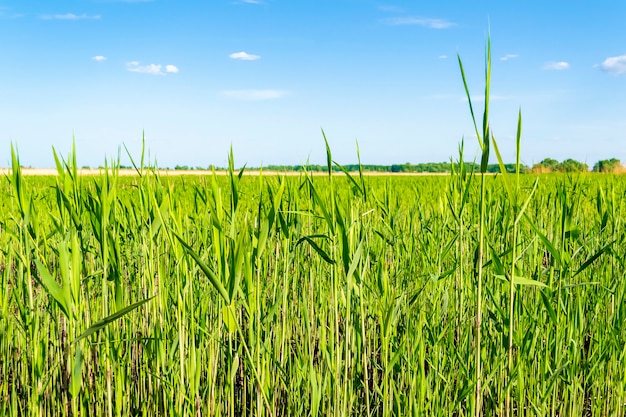 Groen sappig gras en bewolkte hemel