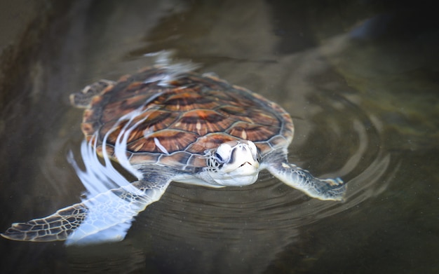 Groen schildpadlandbouwbedrijf en het zwemmen op watervijver