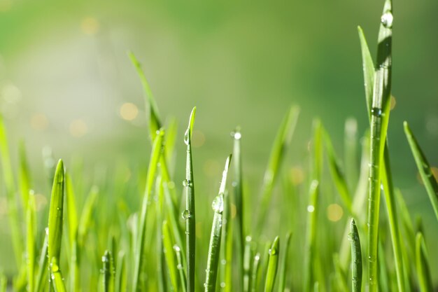 Groen tarwegras met dauwdruppels op onscherpe achtergrond close-up