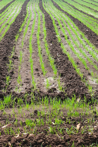 Groen tarwelandbouwveld in India