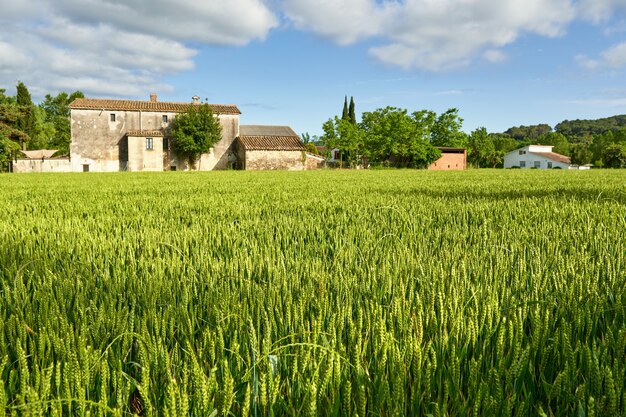 Groen tarweveld en zonnige dag op agrarische boerderij