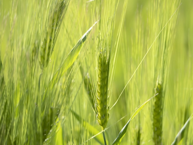 Groen tarweveld in de lente