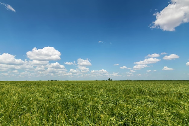 Groen tarweveld landschap. Groene tarweveld.