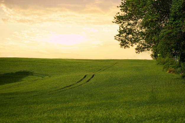 Groen tarweveld met een mooie ochtendhemel en een technologisch spoor Behandeling van tarwevelden met herbiciden Concept van landbouw