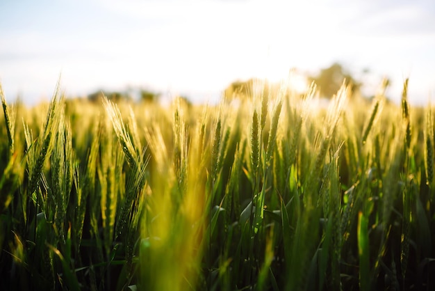 Groen tarweveld Rijpende oren van tarweveld Zonsonderganglicht Mooie zomerdag