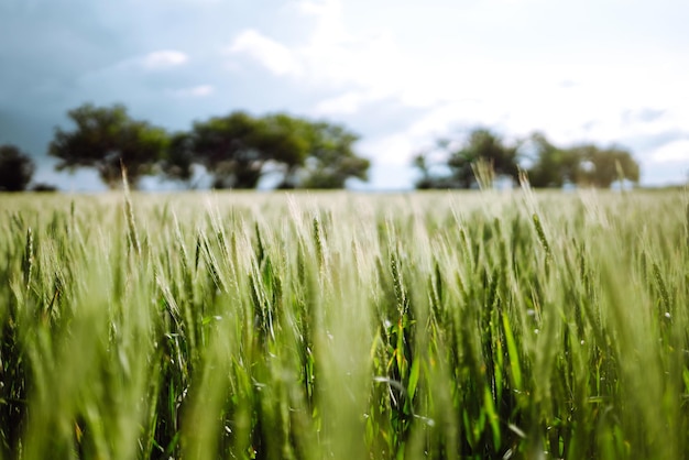 Groen tarweveld Rijpende oren van tarweveld Zonsonderganglicht Mooie zomerdag