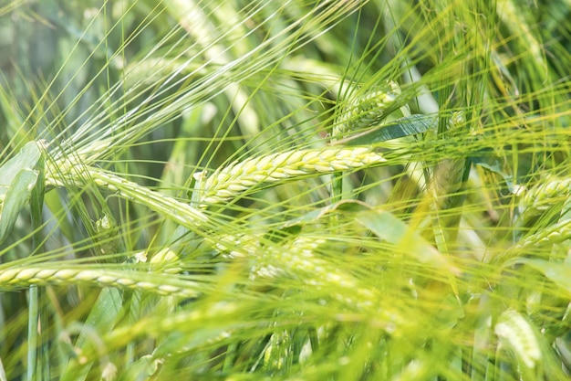 Groen tarweveld