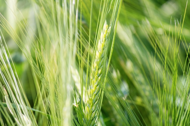 Groen tarweveld