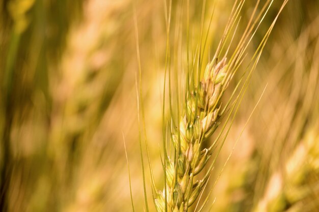 Groen tarweveld